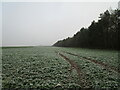 Oilseed rape and freezing fog