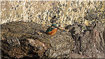 J5082 : Kingfisher, Bangor by Rossographer