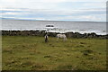 M1322 : Horses grazing by Galway Bay by N Chadwick