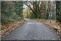 Quiet wooded lane