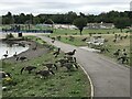 Canada Geese in Central Forest Park, Hanley