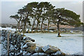 SX7373 : Pine trees, Welstor Common by Derek Harper