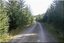 NN8561 : Logging road, Allean Forest by Richard Webb