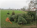 Christmas tree recycling, North Acton Playing Field