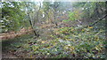 Woodland below Pinnacle Hill