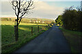 Shady along Comber Road, Ballynamullan