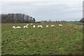 Sheep near Culham Science Centre