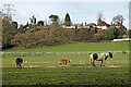 Staffordshire pasture near Spring Hill, Wolverhampton