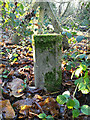 Old Boundary Marker in Hockley Woods