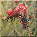 Rose hips in decline