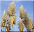 Pampas Grass feathers