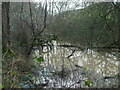 A natural pond in Fry