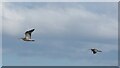 ND4093 : A pair of curlews in flight by Sandy Gerrard