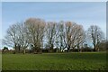 Trees near Hempland School