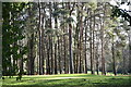 View across sunlit golf course from Bricky Lake Lane