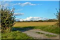 Brading : Grassy Field