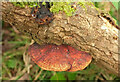 SX9269 : Fungus near Sea Vale by Derek Harper