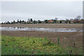 Field at Culham