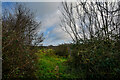 SS5242 : West Down : Grassy Field by Lewis Clarke