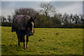 SS5242 : West Down : Grassy Field & Horse by Lewis Clarke