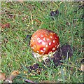 SD7427 : Toadstool at Oswaldtwistle Mill by Gerald England