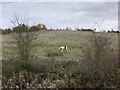 Pony on rough grazing near Apedale