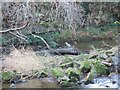 Heron Fishing on the River Wansbeck