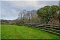 Ilfracombe : Grassy Field