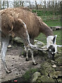 Llama at Mudchute City Farm