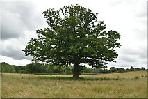 TQ6153 : Tree in field by N Chadwick