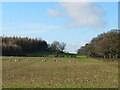 SE3159 : Sheep pasture, Brearton High Moor by Gordon Hatton