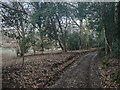 Bridleway towards Catteshall Manor