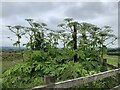 Giant Hogweed on Black Bank