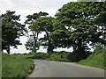 Trees on Broad Road