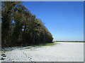 Snow and Square Plantation