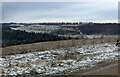 Frost in Gedling Country Park ? 6