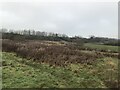 Heathland near the A50 Road