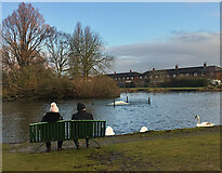 TA0527 : Feeding the swans, Hull by Paul Harrop