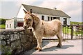 L8112 : Inishmore Donkey by Jeff Buck