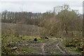 Cleared area, Sissinghurst Park Wood