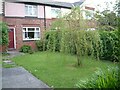 Willow tree on Werneth Avenue