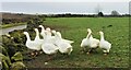 SK2697 : The Whitwell Lane geese by Dave Pickersgill
