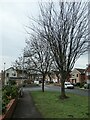 Trees along Lennox Drive