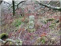 Old Boundary Marker near Siblyback Lake