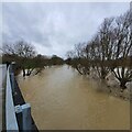 TL0649 : The Great Ouse in Flood - Boxing Day 2020 by DuncanRichardson