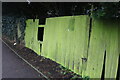 Algae covered fence off Embry Way, Stanmore