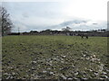 Paddocks beside a farm