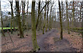 Path through woods near Sheriff Lane, Gilstead