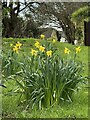 Early spring daffodils