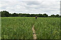 High Weald Landscape Trail through Oilseed Rape